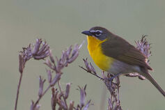 A Yellow-breasted Chat perches on an old fruiting stalk of Evening-Primrose.